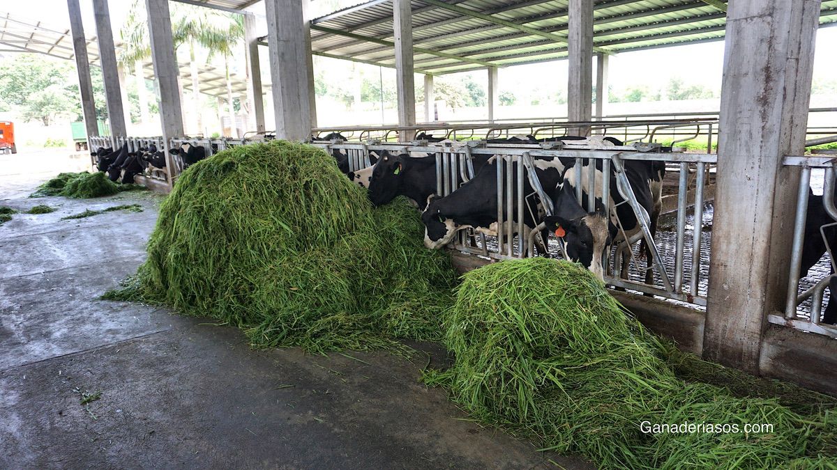 REQUERIMIENTOS DE LAS INSTALACIONES PARA VACUNO DE LECHE EN ECOLÓGICO