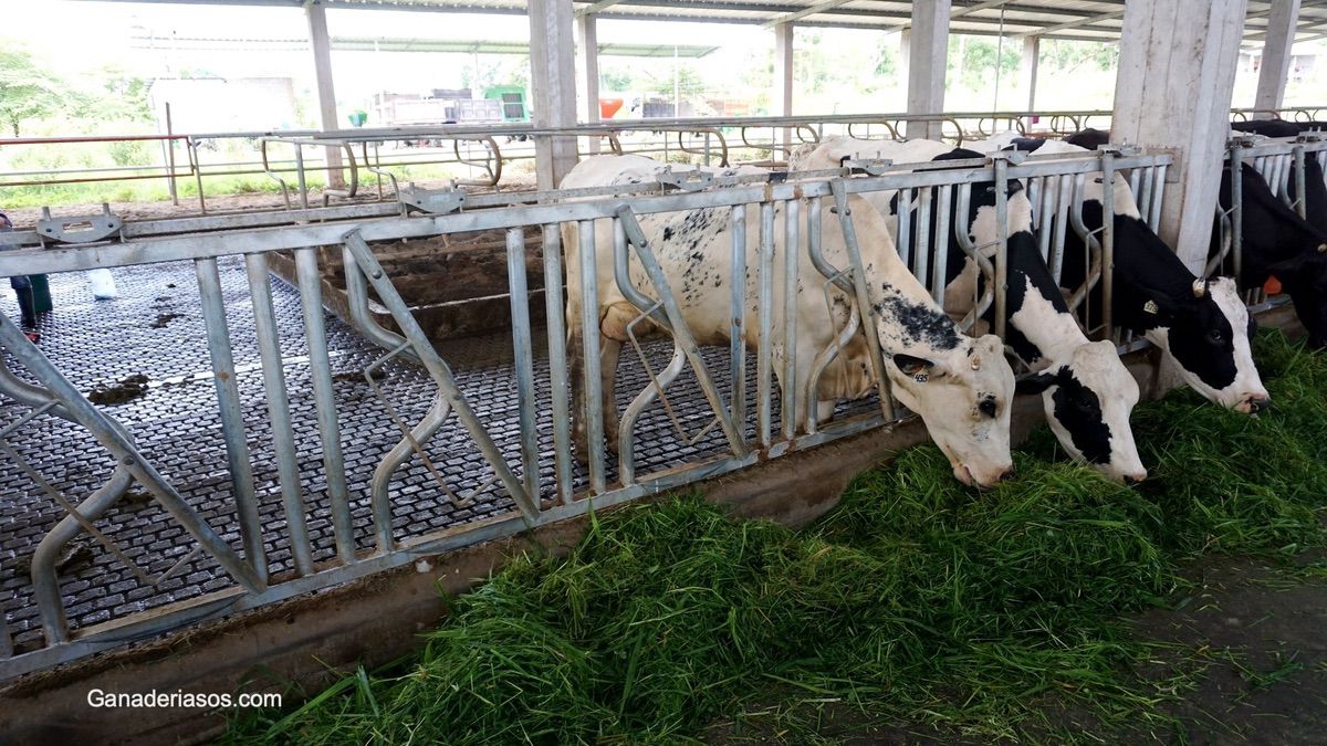 MEJORA DE LA EFICIENCIA DEL USO DEL NITRÓGENO EN LECHE A TRAVÉS DEL MANEJO DE LA NUTRICIÓN DEL GANADO LECHERO