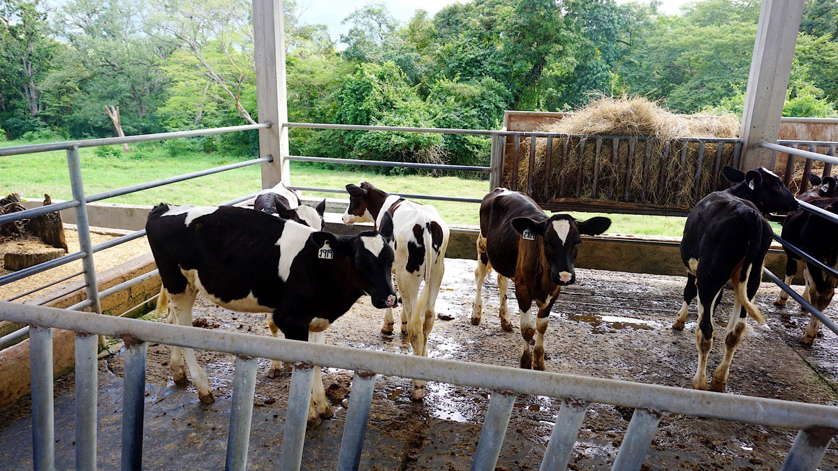 LECHE BARATA Y LÍMITE DE PRODUCCIÓN: ¿QUÉ HAGO CON LA RECRÍA?