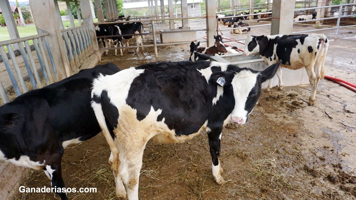 ¿CON CUÁNTA LECHE DEBEMOS ALIMENTAR A NUESTRAS TERNERAS?