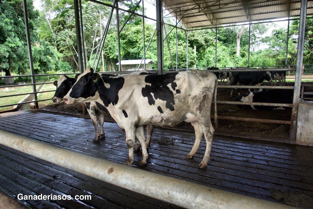 SUPLEMENTACIÓN DE GRASAS EN LA ALIMENTACIÓN DE VACAS LECHERAS