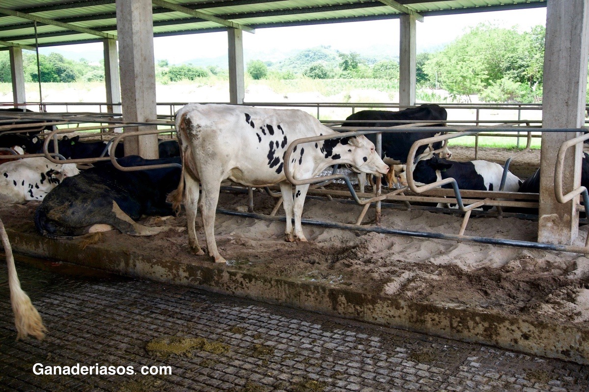 NUTRICIÓN Y ALIMENTACIÓN DE LA VACA EN TRANSICIÓN