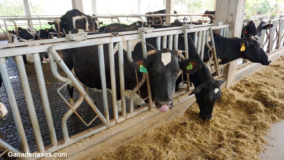 LOGRAN REDUCIR EL EXCESO DE GRASA SATURADA EN LA LECHE MEDIANTE SUPLEMENTACIÓN DE LA VACA