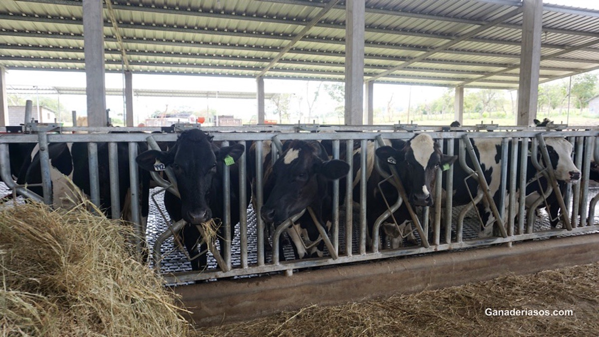 ENTENDIENDO LA UTILIZACIÓN DEL NITRÓGENO EN VACAS DE LECHE