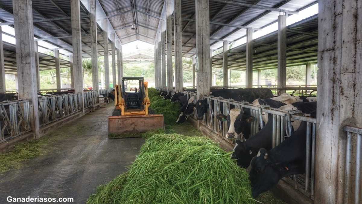 QUÉ MEDIDAS CLAVES MEJORAN EL BIENESTAR EN LAS GRANJAS DE VACUNO DE LECHE