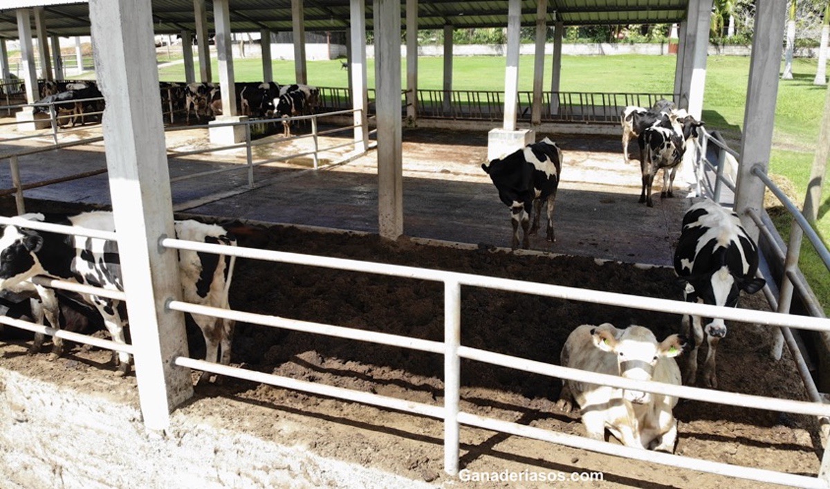 IMPACTO DE LA RELACIÓN HUMANO-ANIMAL EN LA PRODUCTIVIDAD Y EL BIENESTAR ANIMAL DE LOS RODEOS LECHEROS