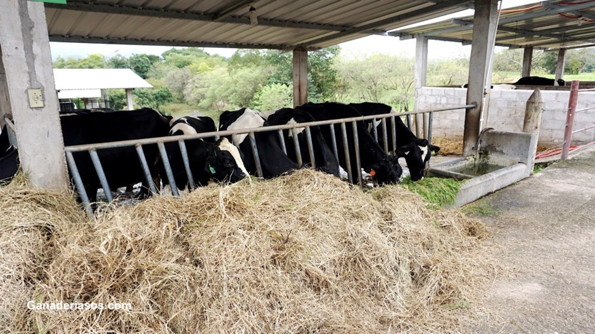 ¿EN QUE HAY QUE MEJORAR EL BIENESTAR ANIMAL EN LAS GANADERÍAS DE VACUNO DE LECHE?