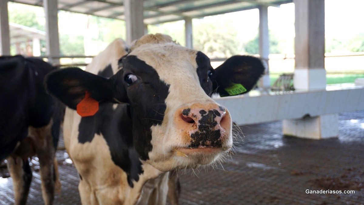 DINÁMICA DEL METABOLISMO DE LOS HIDRATOS DE CARBONO Y DEL NITRÓGENO EN EL RUMEN