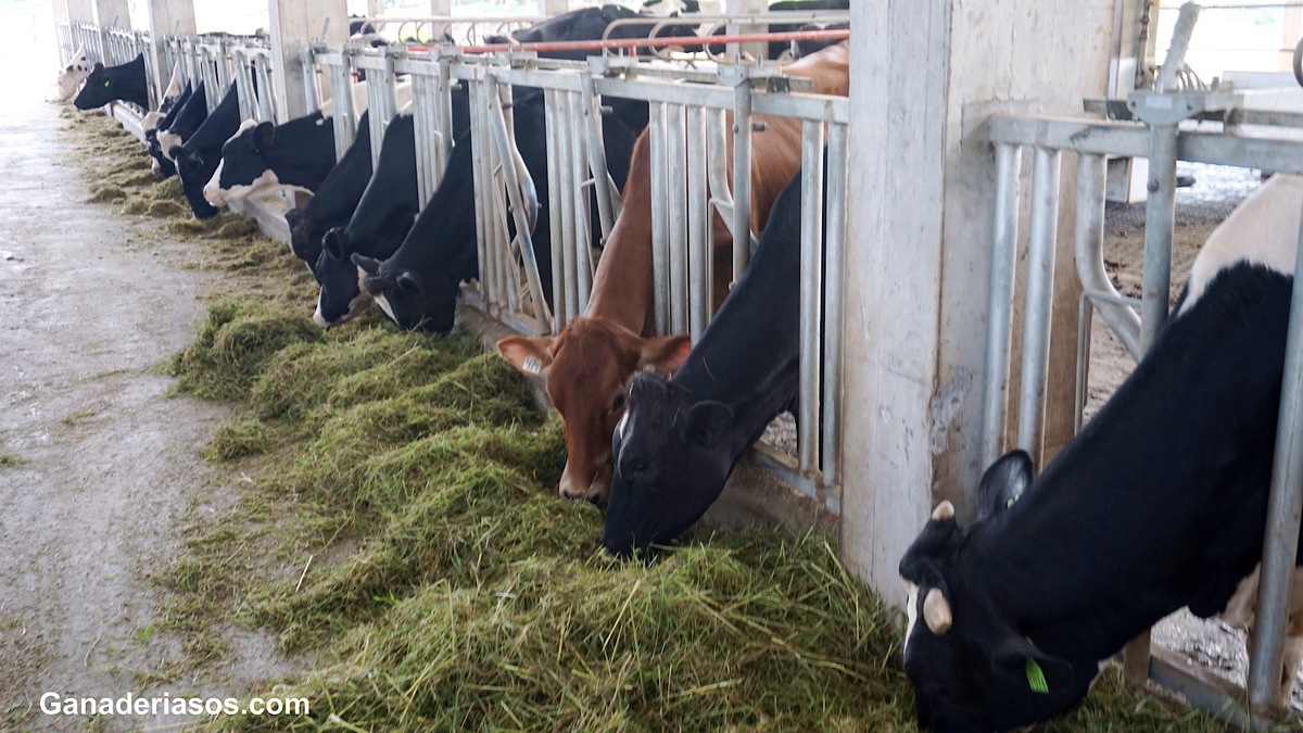 METIONINA: MUCHO MÁS QUE PROTEÍNA EN LECHE