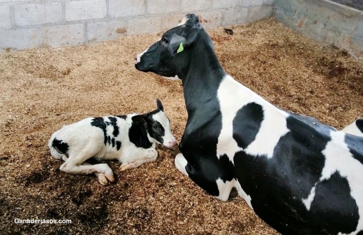 EL USO DE LEVADURAS VIVAS DURANTE EL PERIODO DE TRANSICIÓN DE LAS VACAS LECHERAS