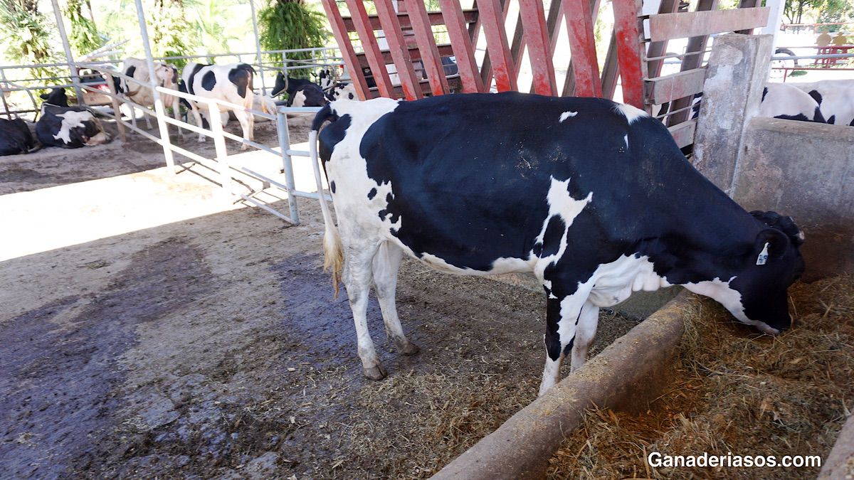 SEGURIDAD ALIMENTARIA FRENTE A LAS MICOTOXINAS DE LA LECHE: LA GARANTÍA POR MEDIO DE UNA SOLUCIÓN NATURAL Y EFICAZ