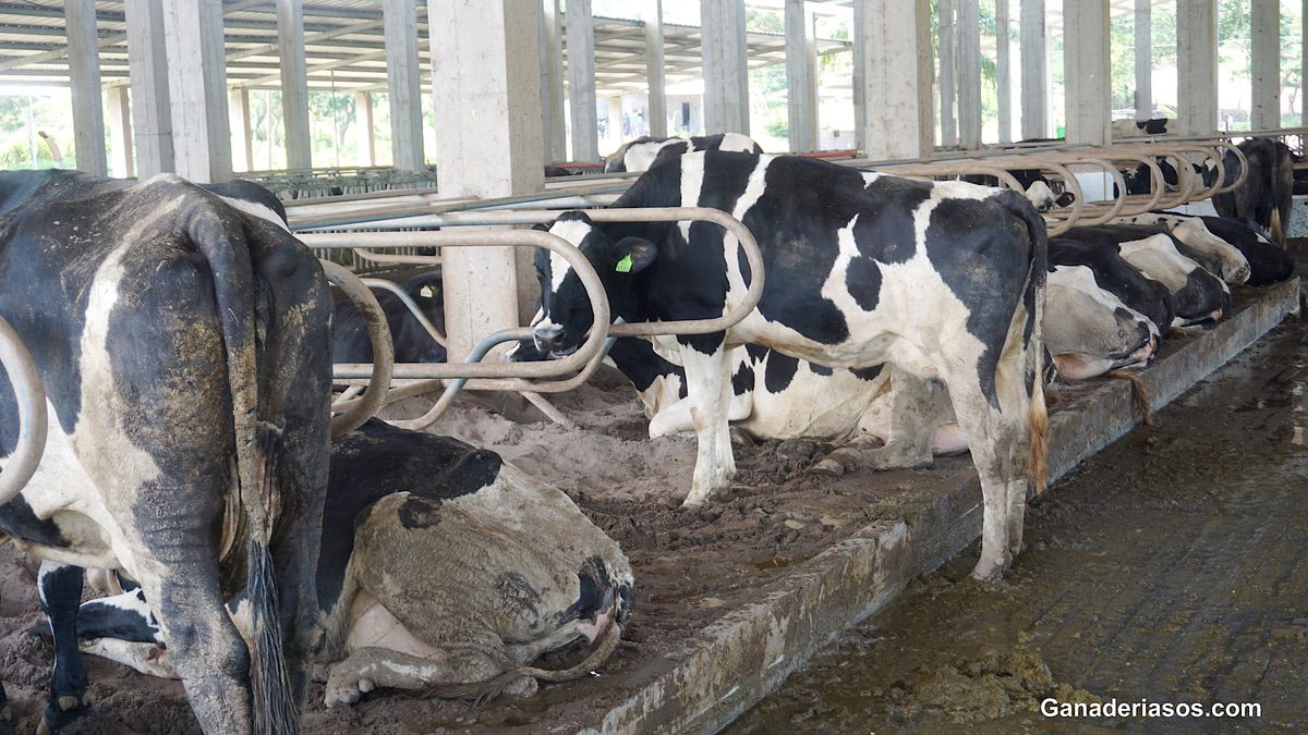 CLAVES PARA UN MANEJO DE TRANSICIÓN QUE CONSIDERE EL BIENESTAR ANIMAL