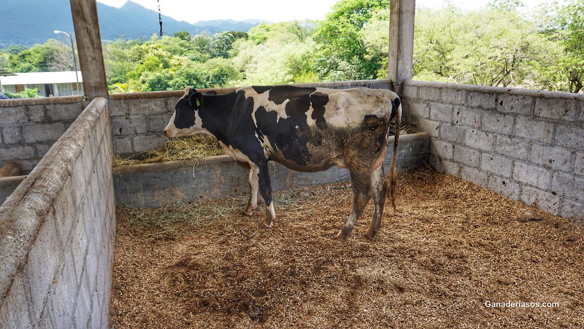 LA INCLUSÓN DE LÁCTEOS O CARNE DE VACUNO EN LA DIETA NO AUMENTA LA HUELLA DE CARBONO PERSONAL