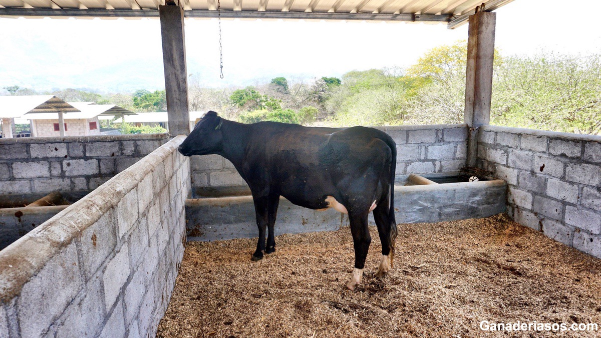 EL PERIODO DE TRANSICIÓN DE LA VACA LECHERA: CONCEPTO, MECANISMOS DE ADAPTACIÓN METABÓLICA Y SU IMPORTANCIA