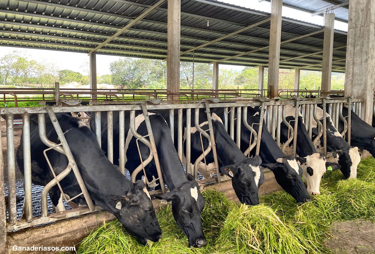 REDUCCIÓN DE ANTIBIÓTICOS EN SALUD DE UBRE. HERRAMIENTA EN GRANJA PARA TOMAR DECISIONES