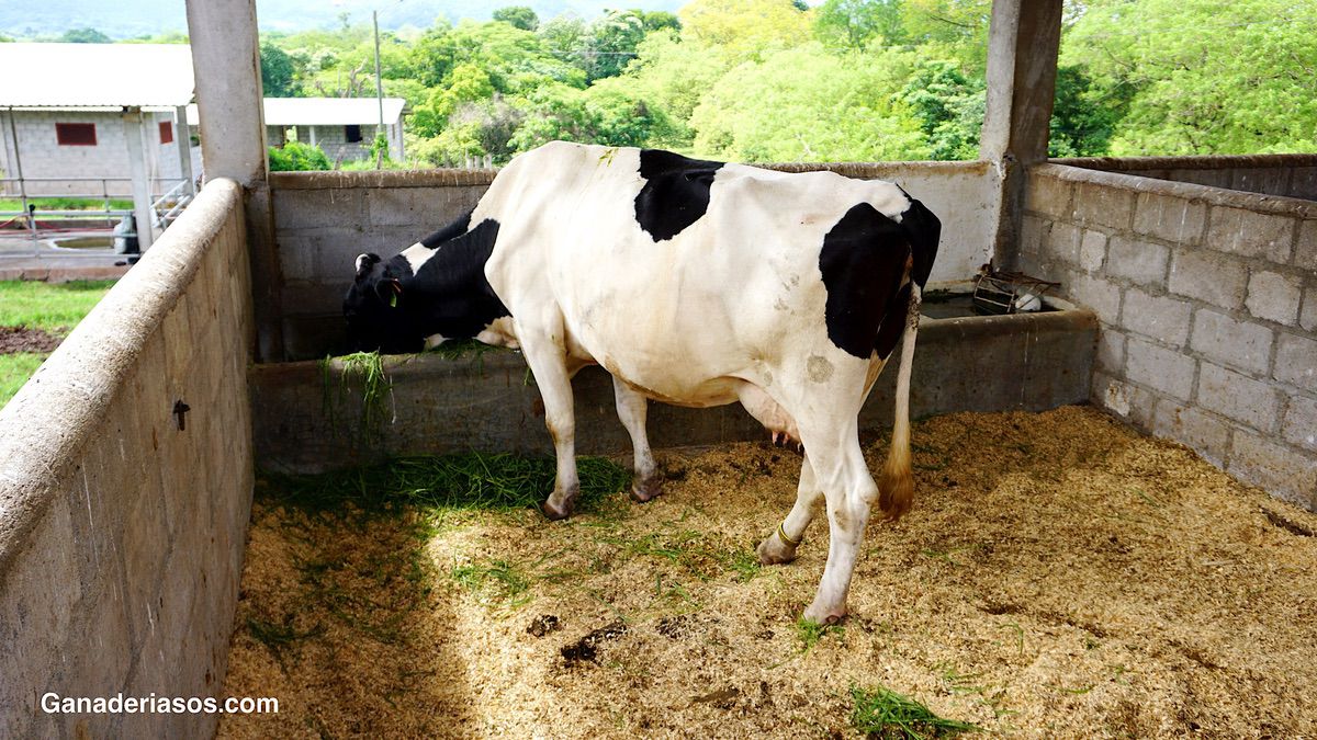 IMPORTANCIA DEL APARATO DIGESTIVO EN LOS BOVINOS