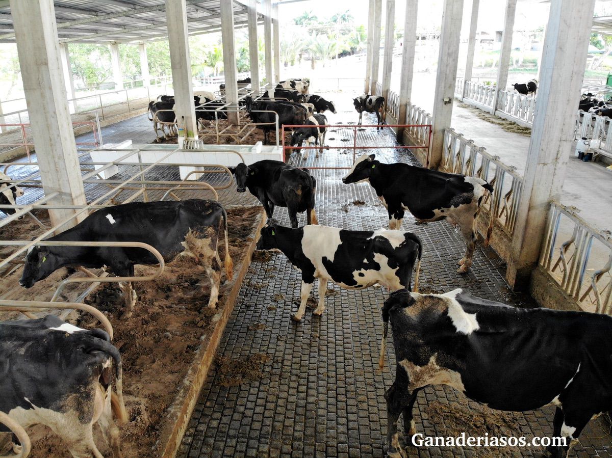 “UNA GANADERÍA ES SOSTENIBLE SI PRODUCE LECHE A BAJO COSTE”