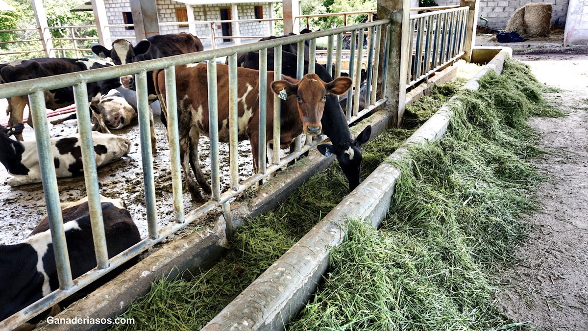 POR QUÉ ELEGIR EL SUSTITUTO DE LECHE ADECUADO ES DE VITAL IMPORTANCIA PARA SU TERNERO