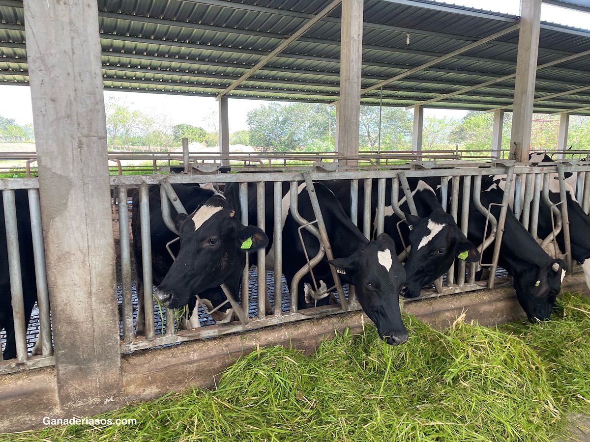 EL BOVINO LECHERO Y SU RUMEN