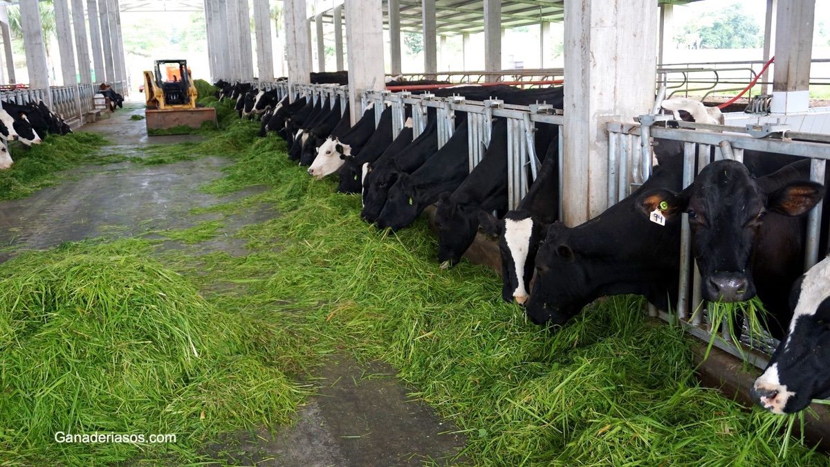 DESCUBRIENDO SECRETOS PARA UN MANEJO EXITOSO DE LAS VACAS EN TRANSICIÓN CON DATOS