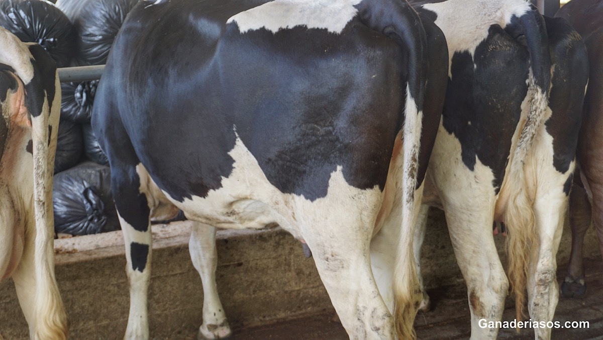 ALGUNAS CONSIDERACIONES MASTITIS I