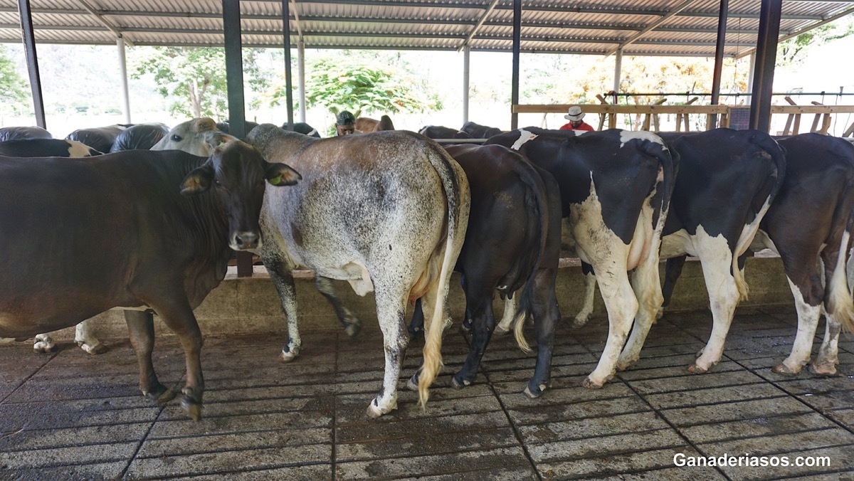 ALGUNAS CONSIDERACIONES MASTITIS I I