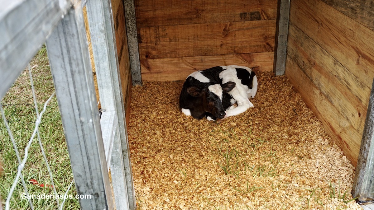 ¿ES LA LECHE LA FUENTE DE NUTRIENTES IDEAL PARA LOS TERNEROS DE HOY?