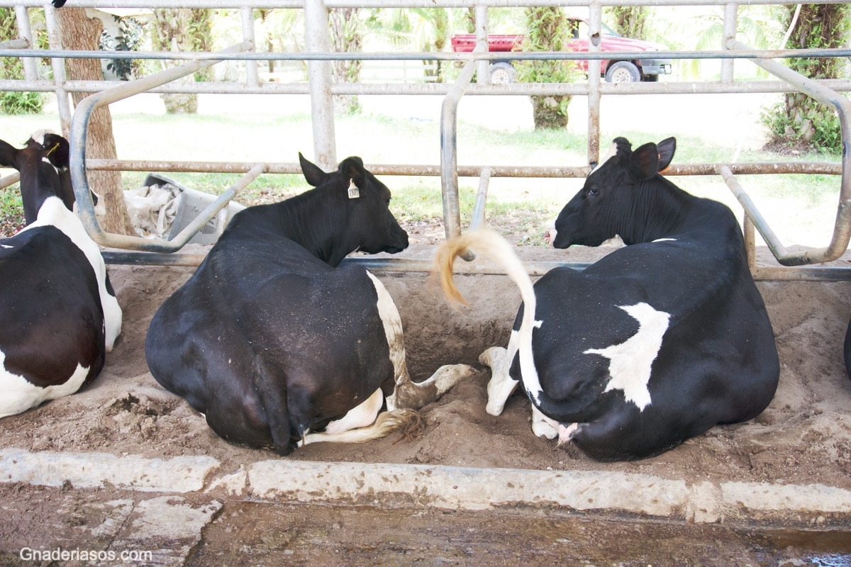 ¿CÓMO TRABAJAN EN SUECIA PARA REDUCIR EL USO DE ANTIBIÓTICOS EN VACUNO DE LECHE?