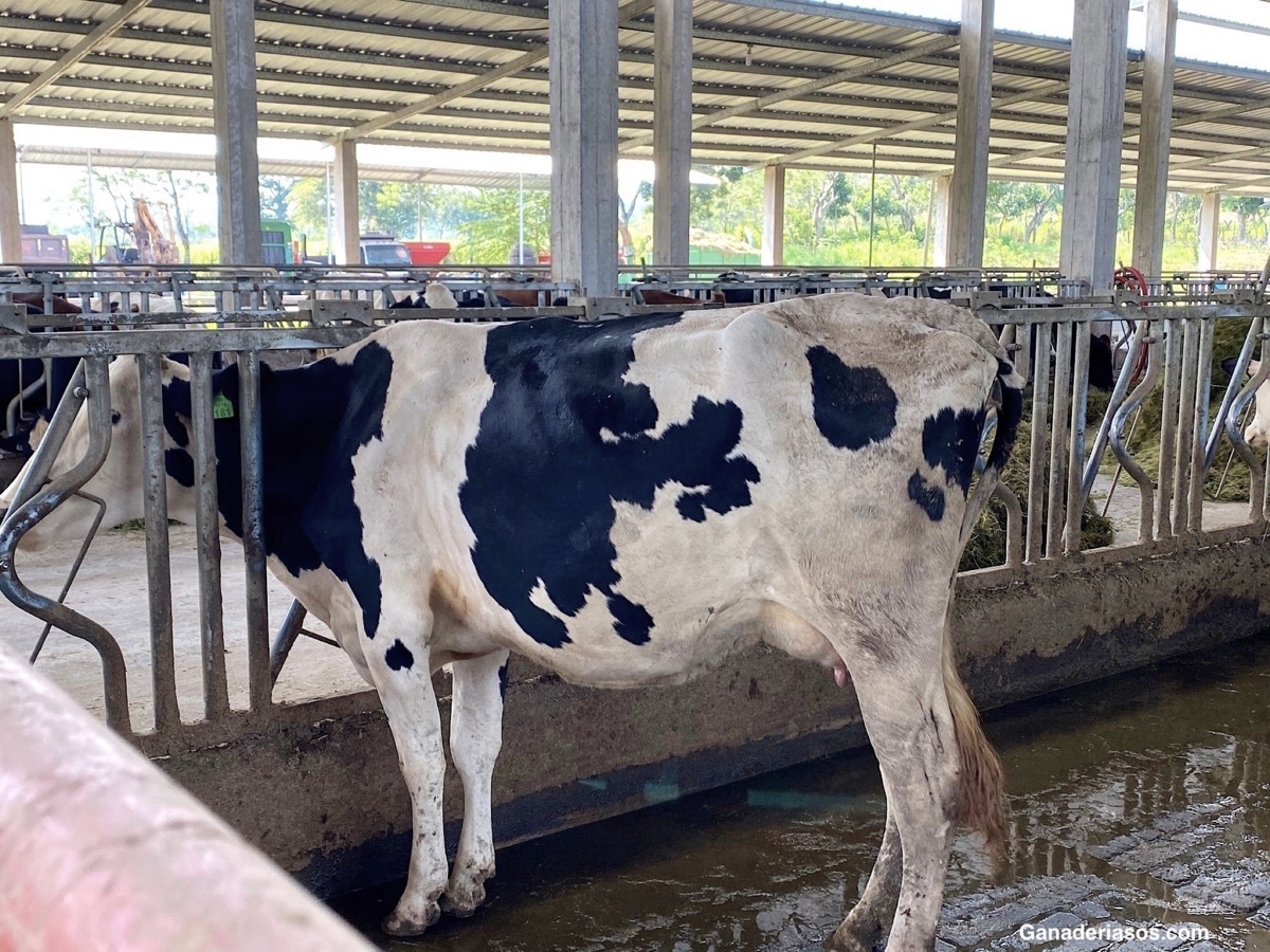 EL AGUA EN LA PRODUCCIÓN LECHERA