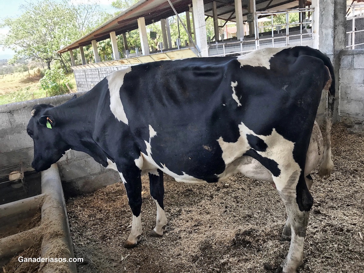 MODULACIÓN DEL PH RUMINAL EN VACAS LECHERAS