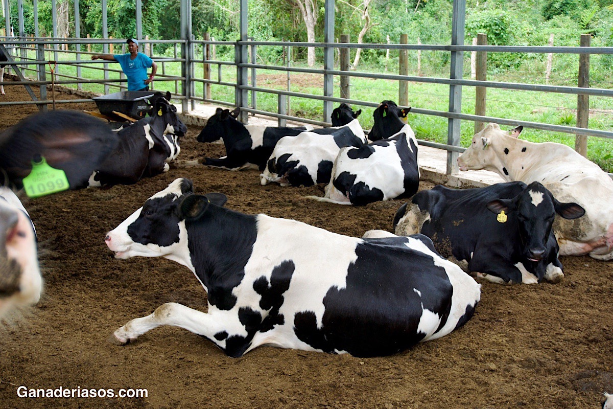 CONTROL DE LA PARATUBERCULOSIS BOVINA: IDENTIFICACIÓN Y VALIDACIÓN DE BIOMARCADORES DE DETECCIÓN PRECOZ DE LA ENFERMEDAD.