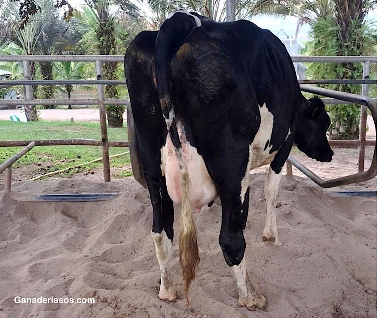 ¿CÓMO MITIGAR LOS NIVELES BAJOS DE CALCIO EN VACAS LECHERAS?