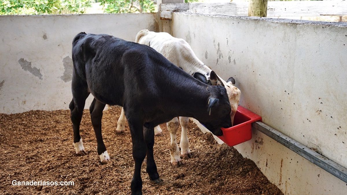 ÚLTIMOS AVANCES EN EL MANEJO DEL  DESTETE DE TERNERAS LECHERAS