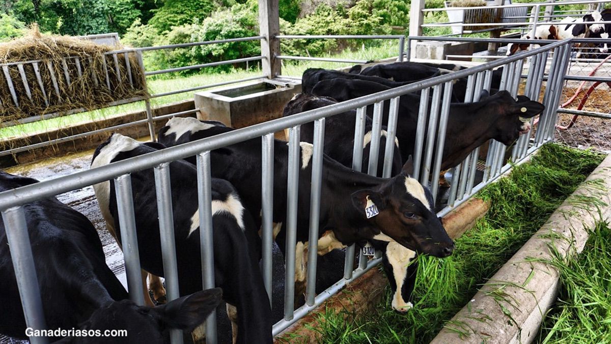 ASPECTOS PRODUCTIVOS Y TECNOLÓGICOS DE LA UTILIZACIÓN DE INSECTOS EN LA ALIMENTACIÓN ANIMAL