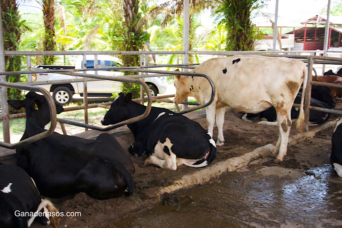 “HOY EN EEUU EL 5% DE LAS GANADERÍAS ORDEÑA CASI EL 60% DEL TOTAL DE VACAS LECHERAS DEL PAÍS”