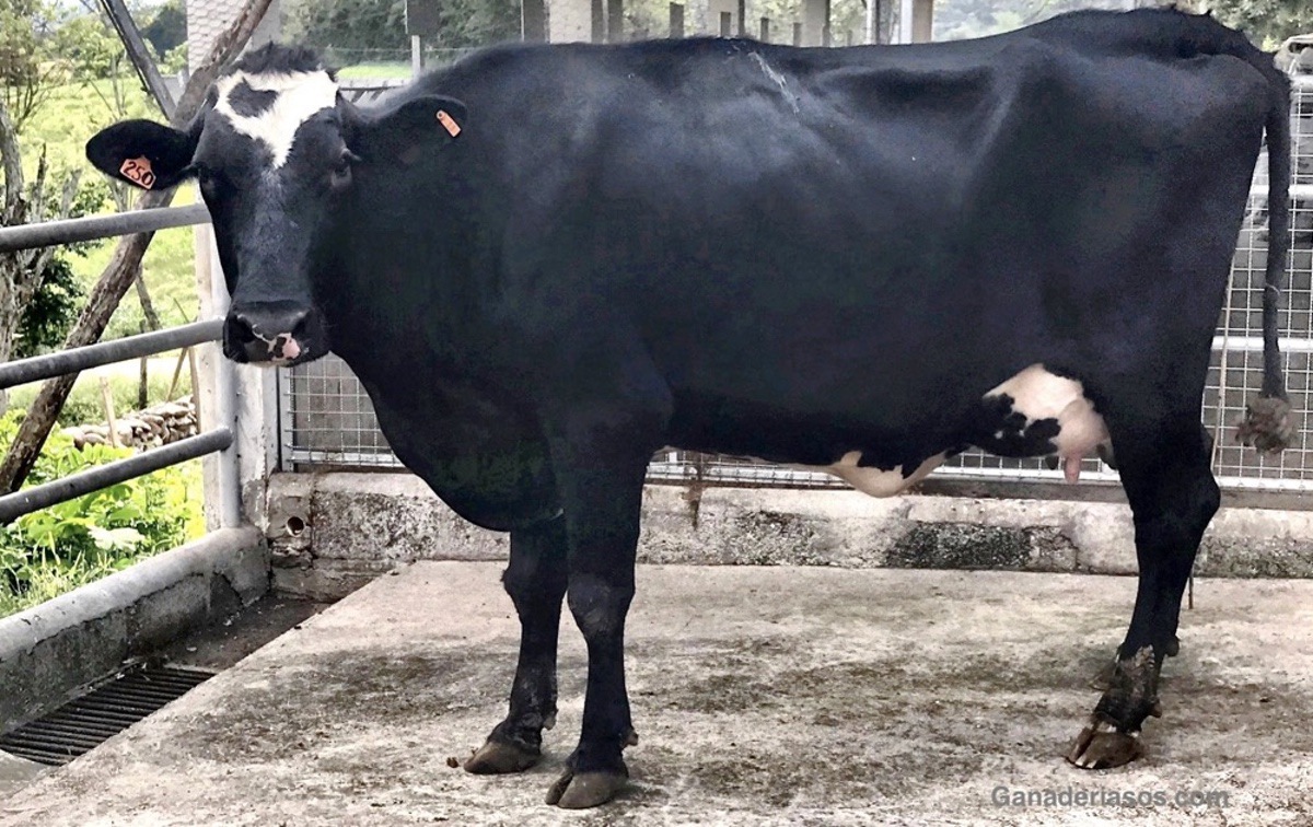 ANESTRO POSPARTO EN VACAS LECHERAS: TRATAMIENTOS HORMONALES