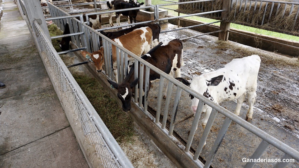 PROS Y CONTRAS DE ALIMENTAR CON HENO TEMPRANO