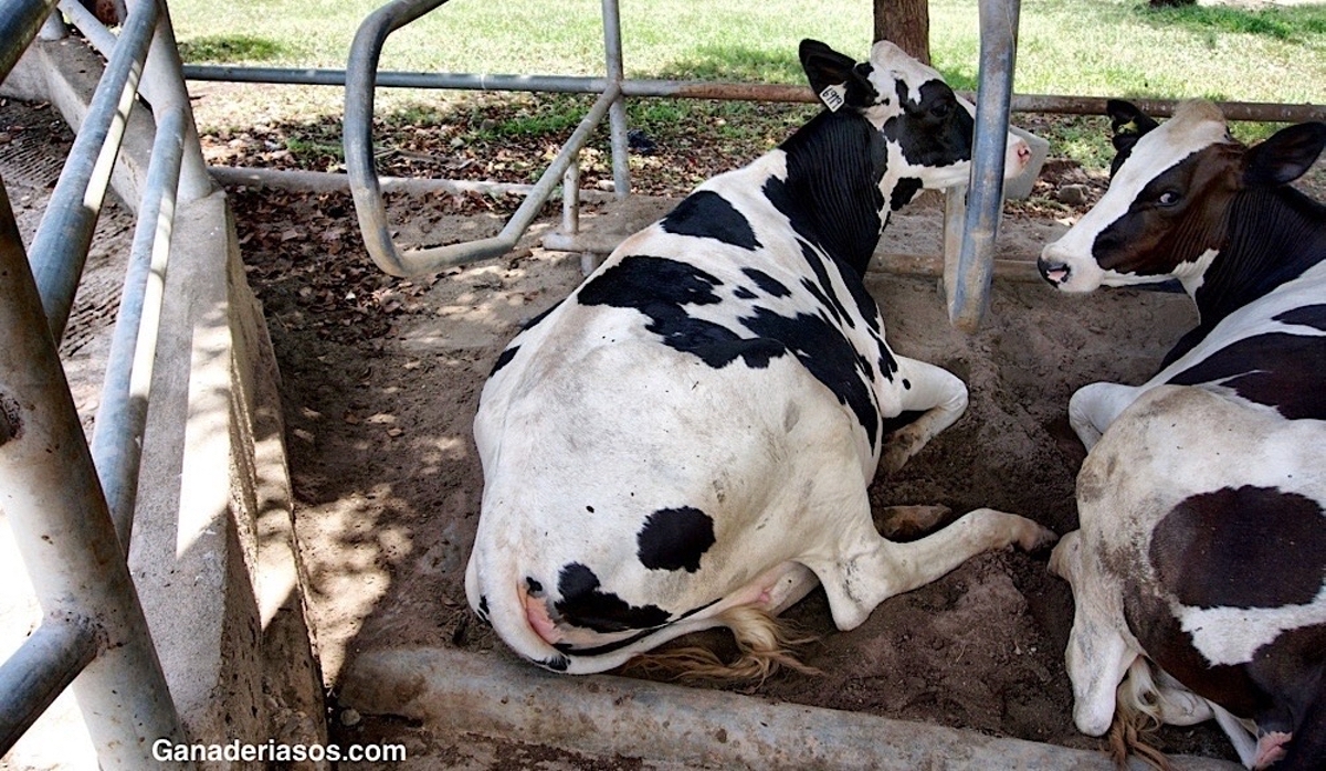 METODOLOGIA DEL RACIONAMIENTO EN VACA DE LECHE