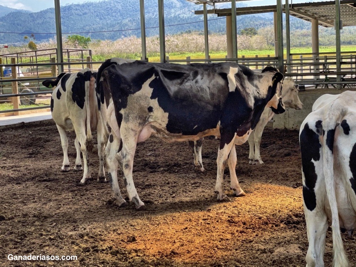 BIENESTAR ANIMAL EN LA  PRODUCCIÓN LECHERA