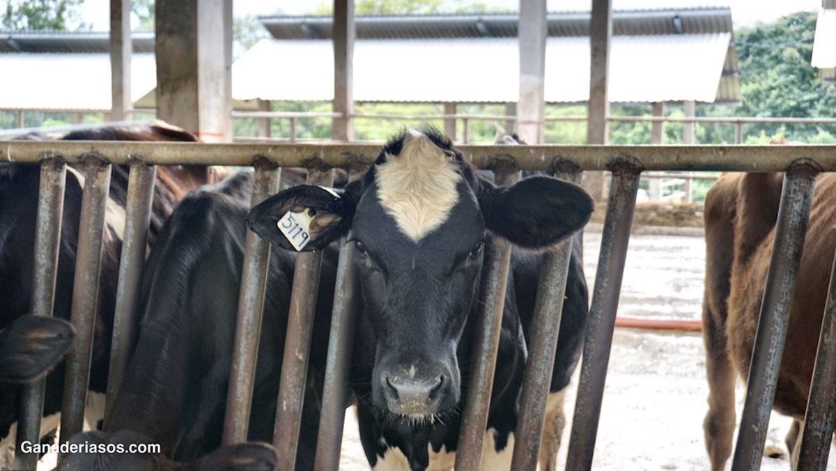 ¿MÁS CRECIMIENTO EQUIVALE A MÁS LECHE?