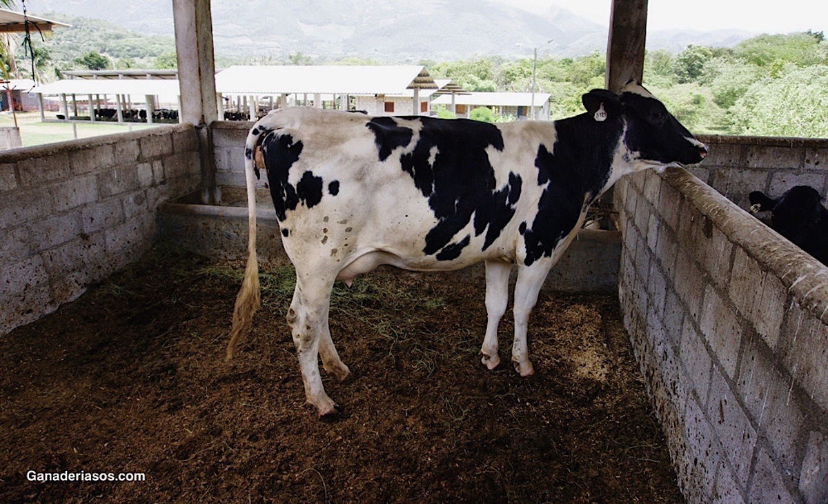 FUMONISINAS: LA AMENAZA OCULTA PARA LA SALUD DEL GANADO