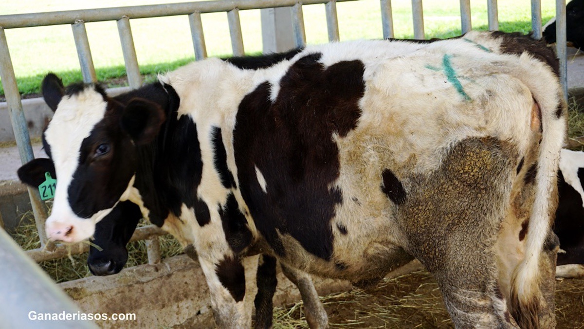 LA PASTEURIZACIÓN DEL CALOSTRO NO ES SUFICIENTE PARA MANTENER LA SALUD DE BECERRAS