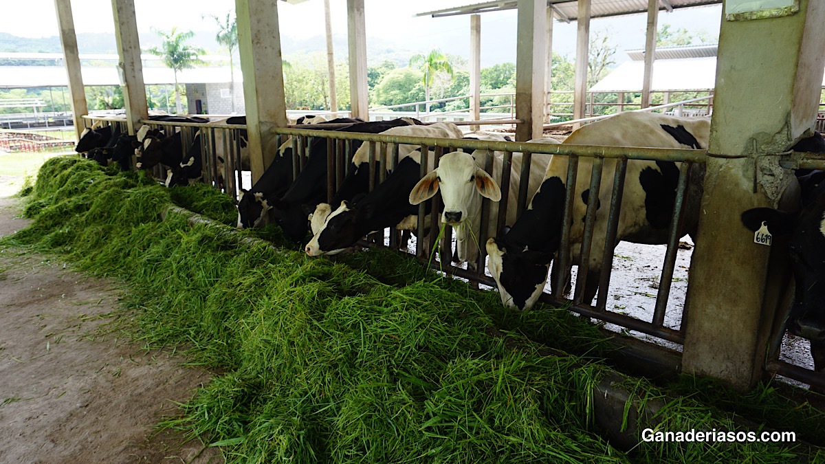 ¿COMO INCIDE LA DIGESTIBILIDAD DE LA FIBRA DE LOS FORRAJES EN LA PRODUCCIÓN DE LECHE?