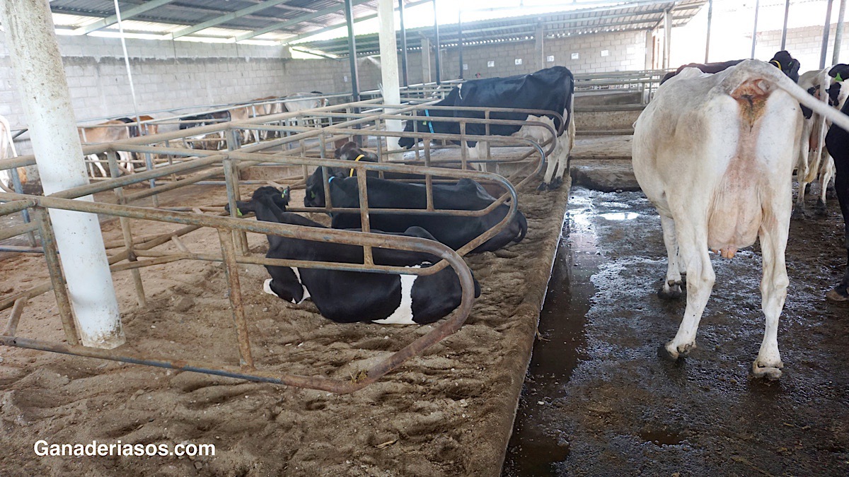 “LA LECHE NOS PUEDE DECIR MUCHO SOBRE EL ESTADO DE LA VACA INDIVIDUAL Y SOBRE LA SALUD DEL REBAÑO”