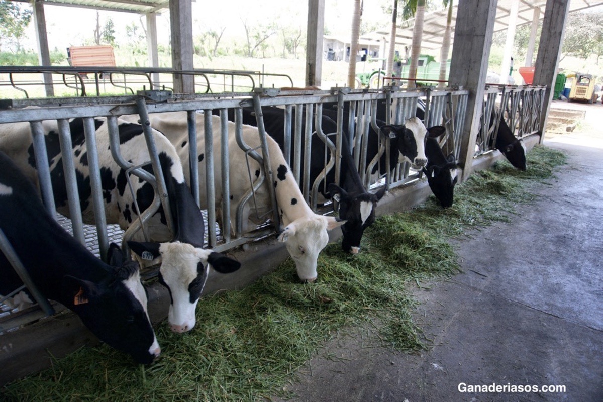 EFECTOS DE LA MASTITIS CLÍNICA EN LA PRODUCCIÓN IN VITRO DE EMBRIONES DE VACAS HOLSTEIN FRIESIAN