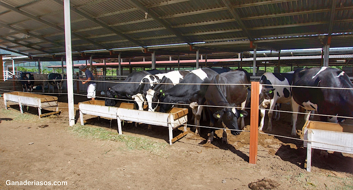 EL USO DE OXITETRACICLINA POR VÍA INTRAUTERINA EN EL TRATAMIENTO DE LA METRITIS MEJORA LA EFICIENCIA REPRODUCTIVA EN VACAS LECHERAS