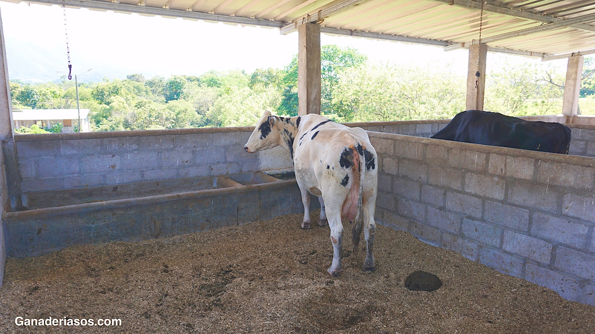 ECONOMÍA DE LA MASTITIS