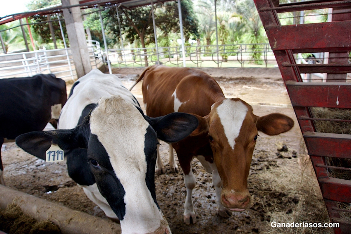 SALUD DEL HÍGADO: CLAVE PARA LA PRODUCCIÓN DE LECHE