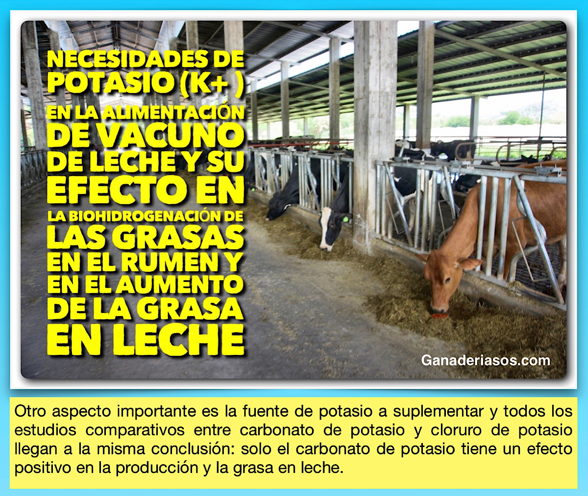 NECESIDADES DE POTASIO (K+ ) EN LA ALIMENTACIÓN DE VACUNO DE LECHE Y SU EFECTO EN LA BIOHIDROGENACIÓN DE LAS GRASAS EN EL RUMEN Y EN EL AUMENTO DE LA GRASA EN LECHE