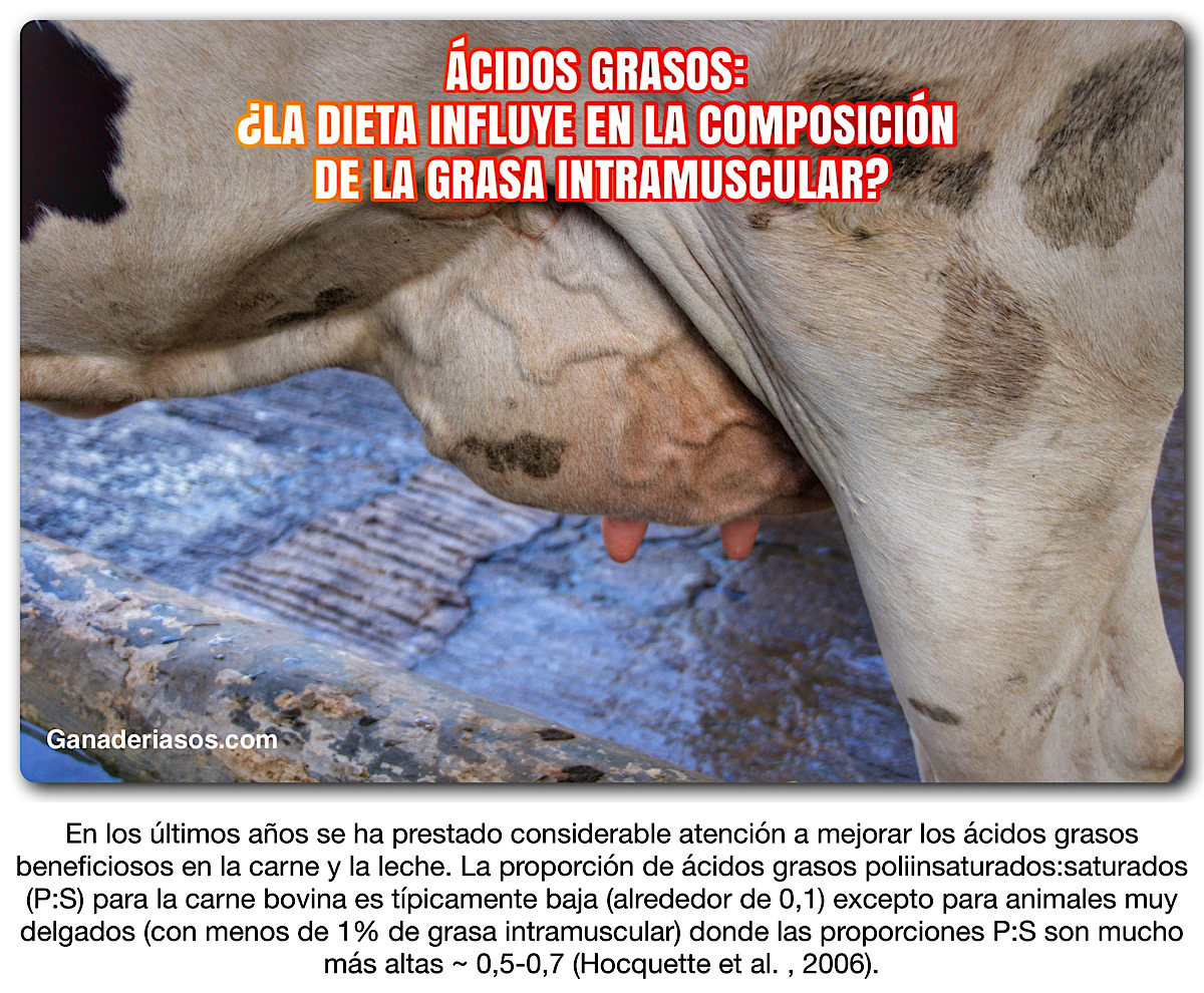 ÁCIDOS GRASOS: ¿LA DIETA INFLUYE EN LA COMPOSICIÓN DE LA GRASA INTRAMUSCULAR?